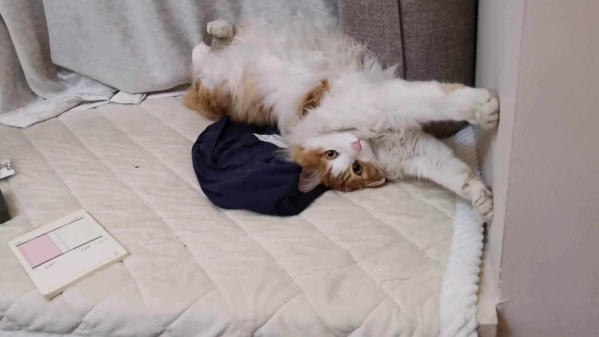 【米糊与烧麦】在飘窗上呼唤我的猫猫和嫌我烦要睡觉的猫猫
